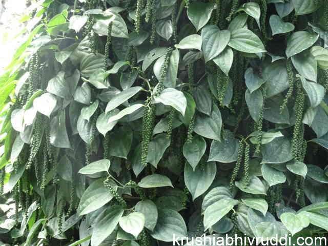 ರೋಗ ಸೋಂಕು ರಹಿತ ಬಳ್ಳಿ