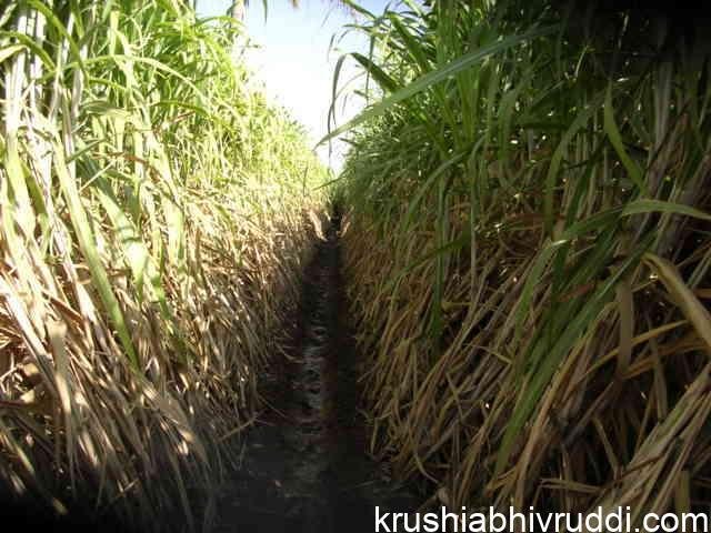 ಕಬ್ಬು ಬೆಳೆ
