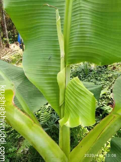 ಬಾಳೆ ಎಲೆ ವೈರಾಣು ರೋಗ ಚಿನ್ಹೆ- Virus diseae symptom