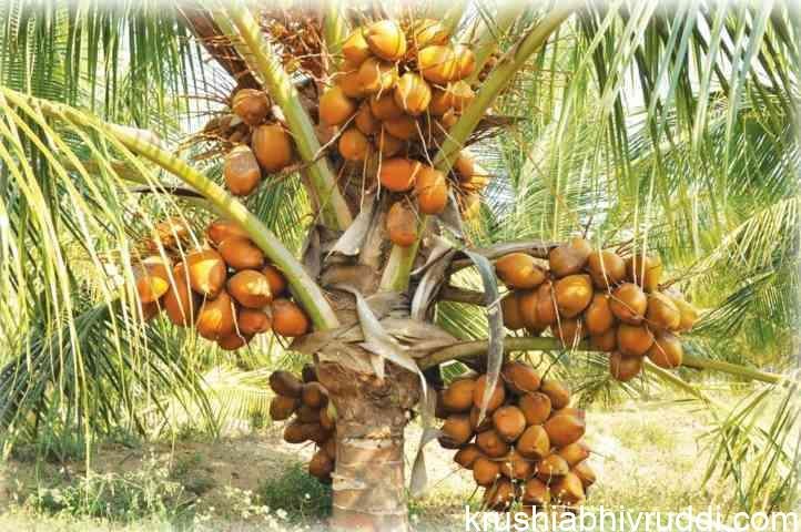 ತೆಂಗಿನ ನೈಸರ್ಗಿಕ ಹೈಬ್ರೀಡ್ ತಳಿ