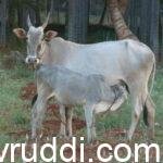 Local cow hallikar- ಕರ್ನಾಟಕದ ಸ್ಥಳಿಯ ತಳಿ ಹಳ್ಲಿ ಕಾರ್