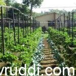 vertical farming