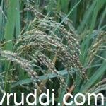 paddy