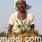 Ginger yield