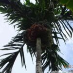 areca nut palm with full yield