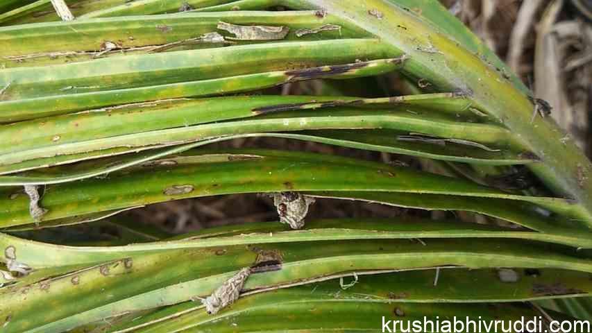 ಅಡಿಕೆ ಗರಿ ತಿನ್ನುವ ಹುಳದ ವಾಸಸ್ಥಾನ