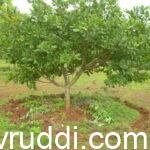 ಗೇರು ಮರಕ್ಕೆ ಗೊಬ್ಬರ ಕೊಡುವ ವಿಧಾನ