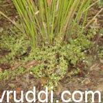 ಏಲಕ್ಕಿ ಬೆಳೆ