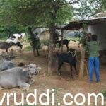 ಗ್ರಾಮೀಣ ಪಶು ಸಂಗೋಪನೆ