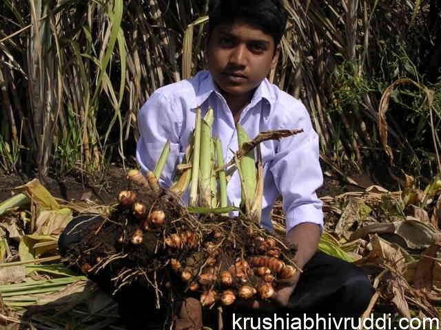ಒಂದು ಗಿಡದಲ್ಲಿ ಬೆಳೆದ ಅರಶಿನ, ಸಾಂಗ್ಲಿ ಸ್ಥಳೀಯ ತಳಿ