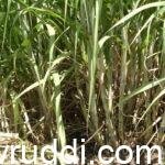 sugarcane crop