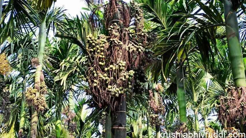 6 ವರ್ಷಕ್ಕೆ ಅಡಿಕೆ -ಫಲ – High yield in arecanut
