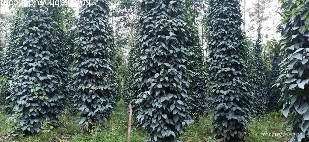 ಮಾದರಿ ಕರಿಮೆಣಸಿನ ತೋಟ