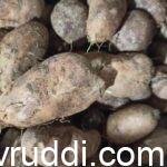 chines potato