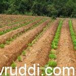 arecanut planting and shade- ನೆಡುವಾಗ ನೆರಳು ಮಾಡಿ.