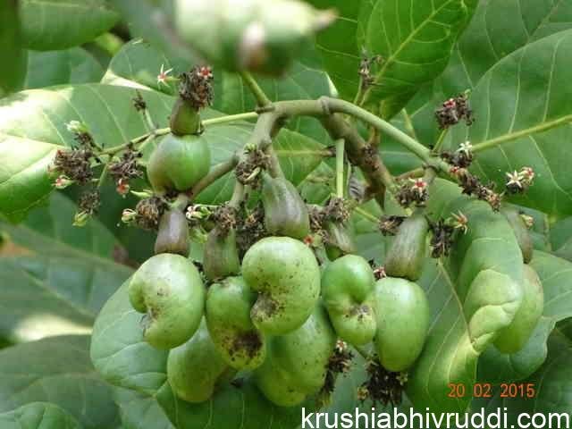ಗೇರು - ಹೆಚ್ಚಿನ ಆದಾಯಕ್ಕೆ- ಇದನ್ನು ತಪ್ಪದೆ ಮಾಡಿ