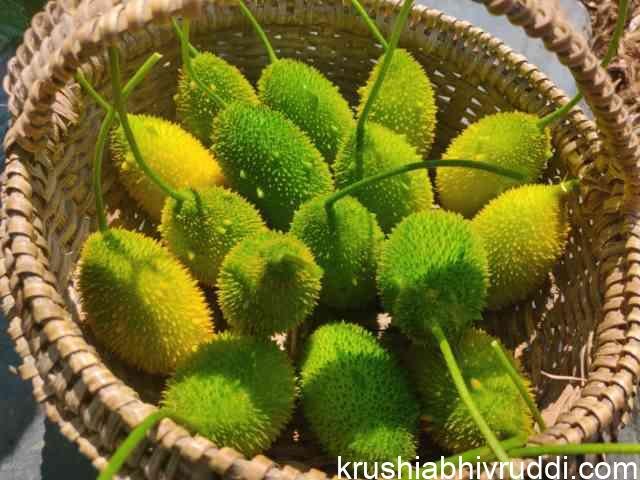 ಮಡಹಾಗಲ ಕಾಯಿ ತುಂಬಿದ ಬುಟ್ಟಿ.