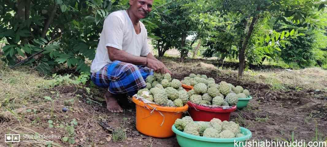 ಸೀತಾಫಲದ ಹಣ್ಣುಗಳು
