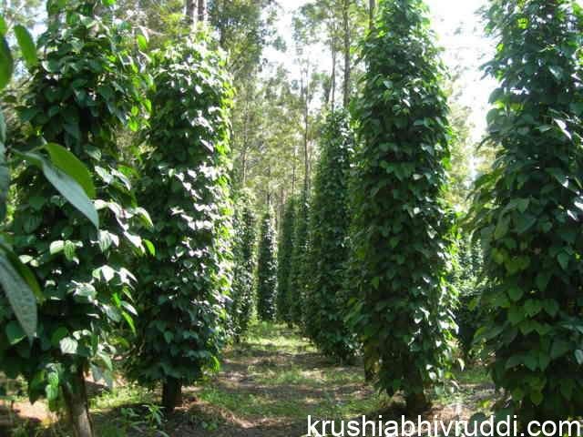 pepper plantation