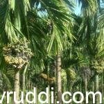 arecanut