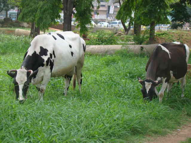 ಹಸುಗಳ ಆರೋಗ್ಯ ಮತ್ತು  ನಾವು  ಕೊಡುವ ಆಹಾರ.