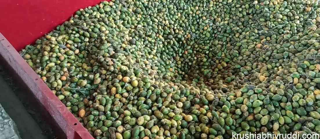 tender arecanut