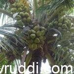 ಬೀಜದ ಕಾಯಿ ಆಯ್ಕೆಗೆ ಸೂಕ್ತವಾದ ಲಕ್ಷಣವುಳ್ಳ ತಾಯಿ ಮರ