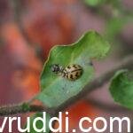 ಗುಲಗುಂಜಿ ಹುಳ ಕೀಟ ಭಕ್ಷಕ