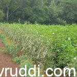 border crops to pest attraction
