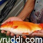 ಗೋಲ್ಡನ್ ಫ಼್ಹಿಶ್ ಅಕ್ವೇರಿಯಂ ಮೀನು