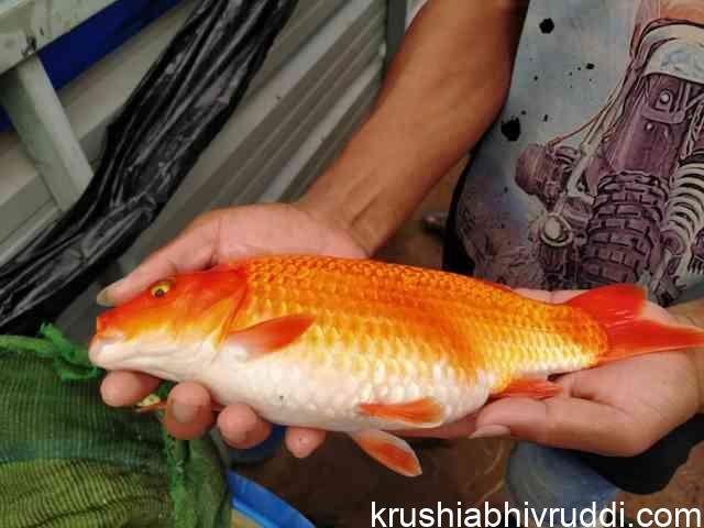 ಗೋಲ್ಡನ್ ಫ಼್ಹಿಶ್ ಅಕ್ವೇರಿಯಂ ಮೀನು