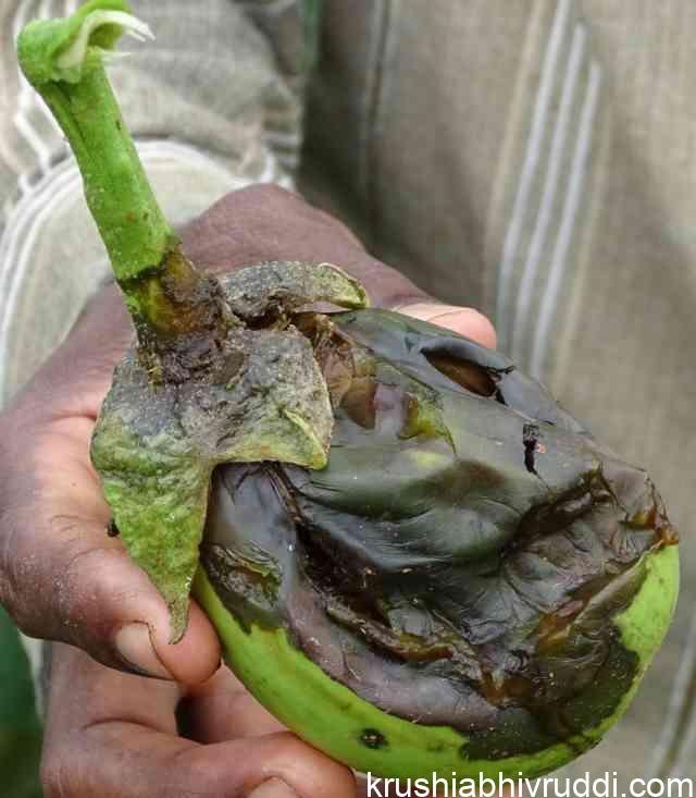 Wilt damage