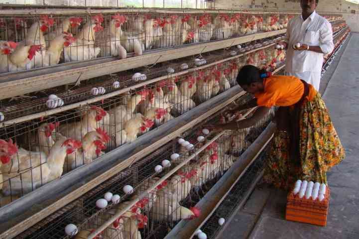 poultry farm