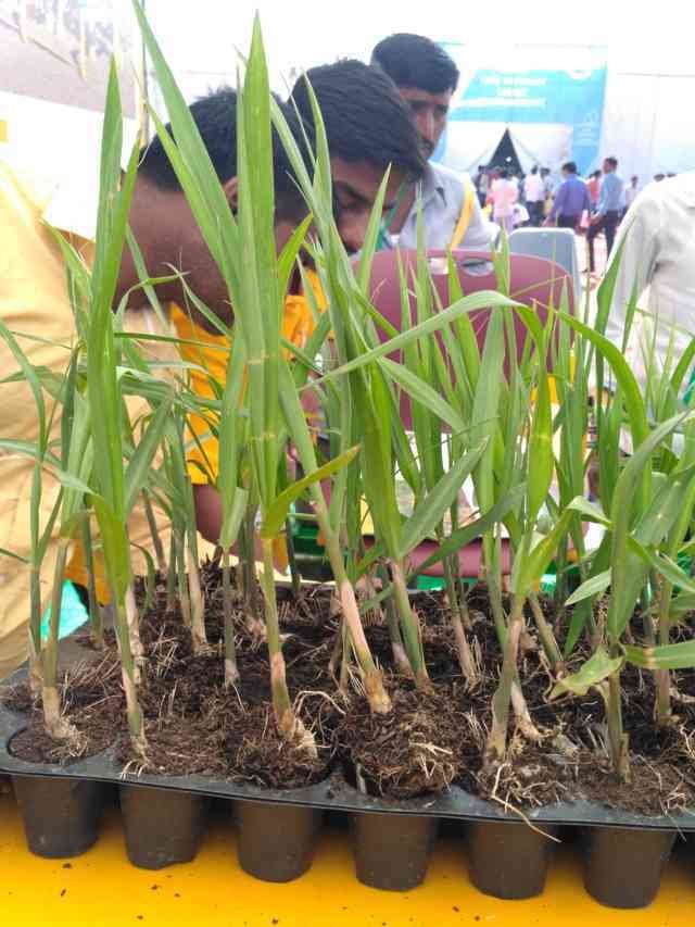 sugarcane seedligs