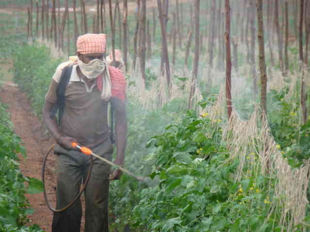 ಕೀಟ-ರೋಗನಾಶಕ ಸಿಂಪರಣೆ