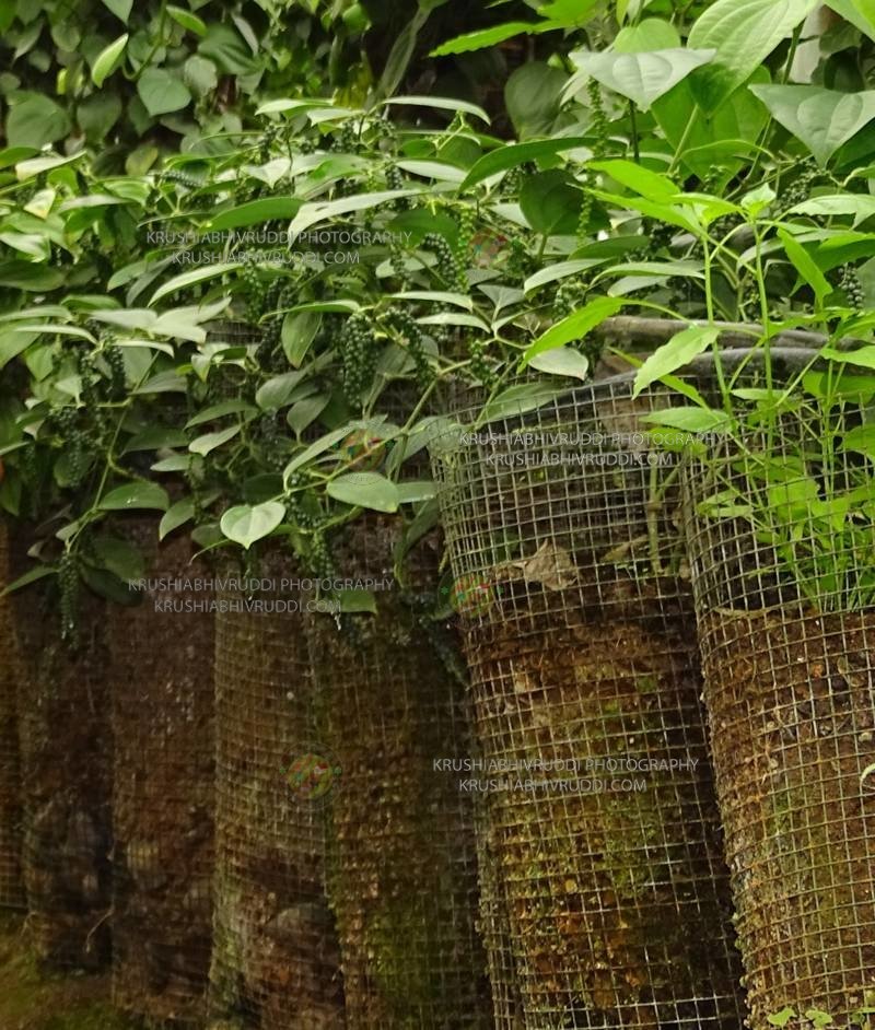 ಕರಿಮೆಣಸು ಹೀಗೆ ಬೆಳೆಸಬಹುದು