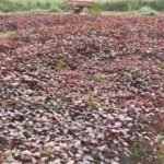 Amarantus an short term vegetable