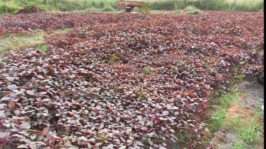 Amarantus an short term vegetable