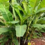 ಅಧಿಕ ಮೊಳಕೆಗಳು ಇದರ ವಿಶೇಷ