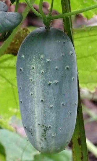 ಕಹಿ ಮುಳ್ಳು ಸೌತೆ