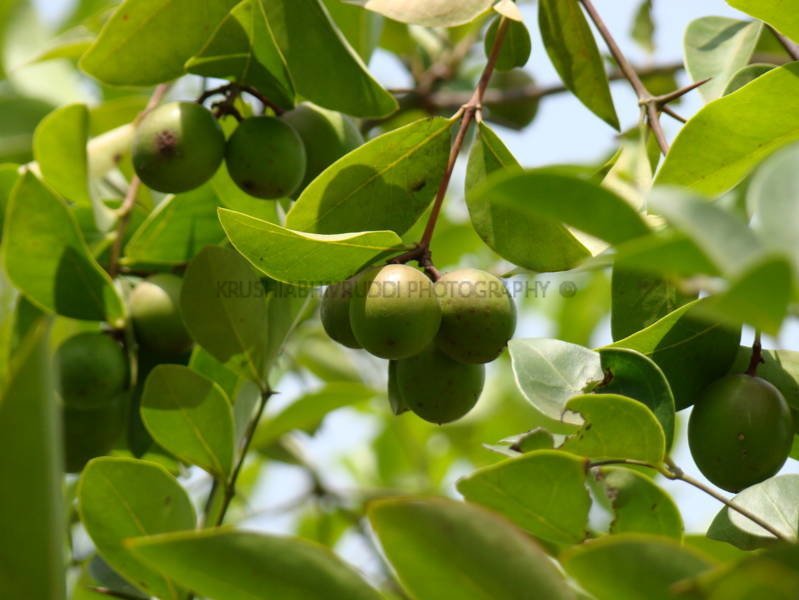 ಕರಂಡೆ ಕಾಯಿ