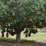 Grafted jack plant