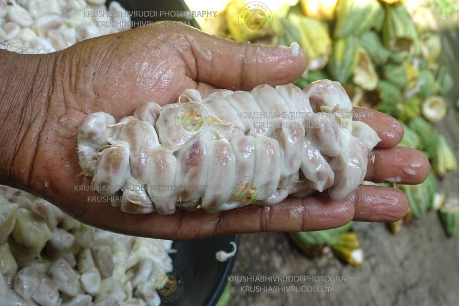 ripped coco beans