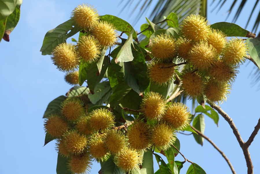 ರಾಂಬುಟಾನ್ ಹಳದಿ ಹಣ್ಣು