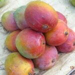 ರತ್ನಗಿರಿ ಅಲ್ಫೊನ್ಸ್ ಹಣ್ಣು