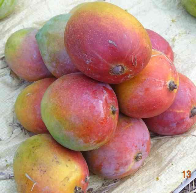 ರತ್ನಗಿರಿ ಅಲ್ಫೊನ್ಸ್ ಹಣ್ಣು