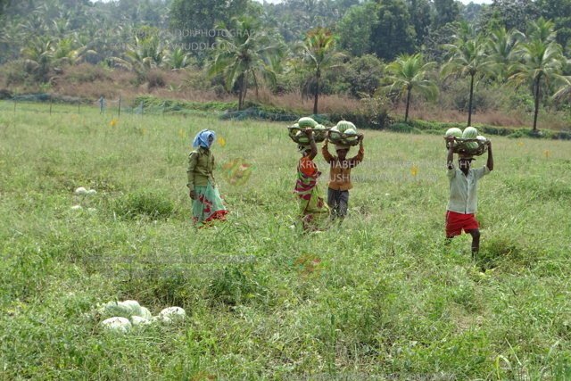 Farmer harvesting the watermelon