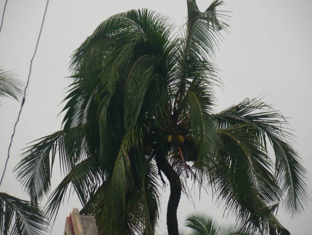 coconut palm genetically defected