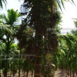 Weed less arecanut garden