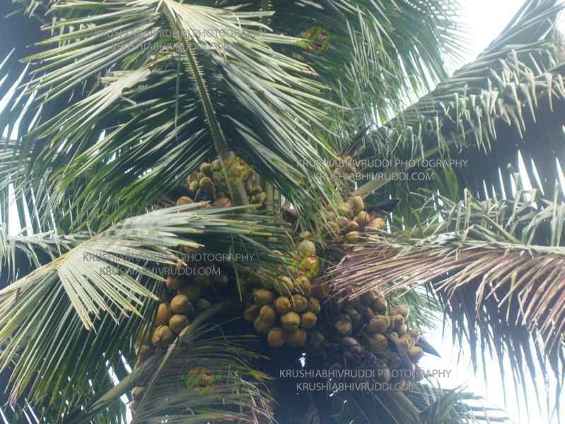 ತೆಂಗಿನ ಮರ